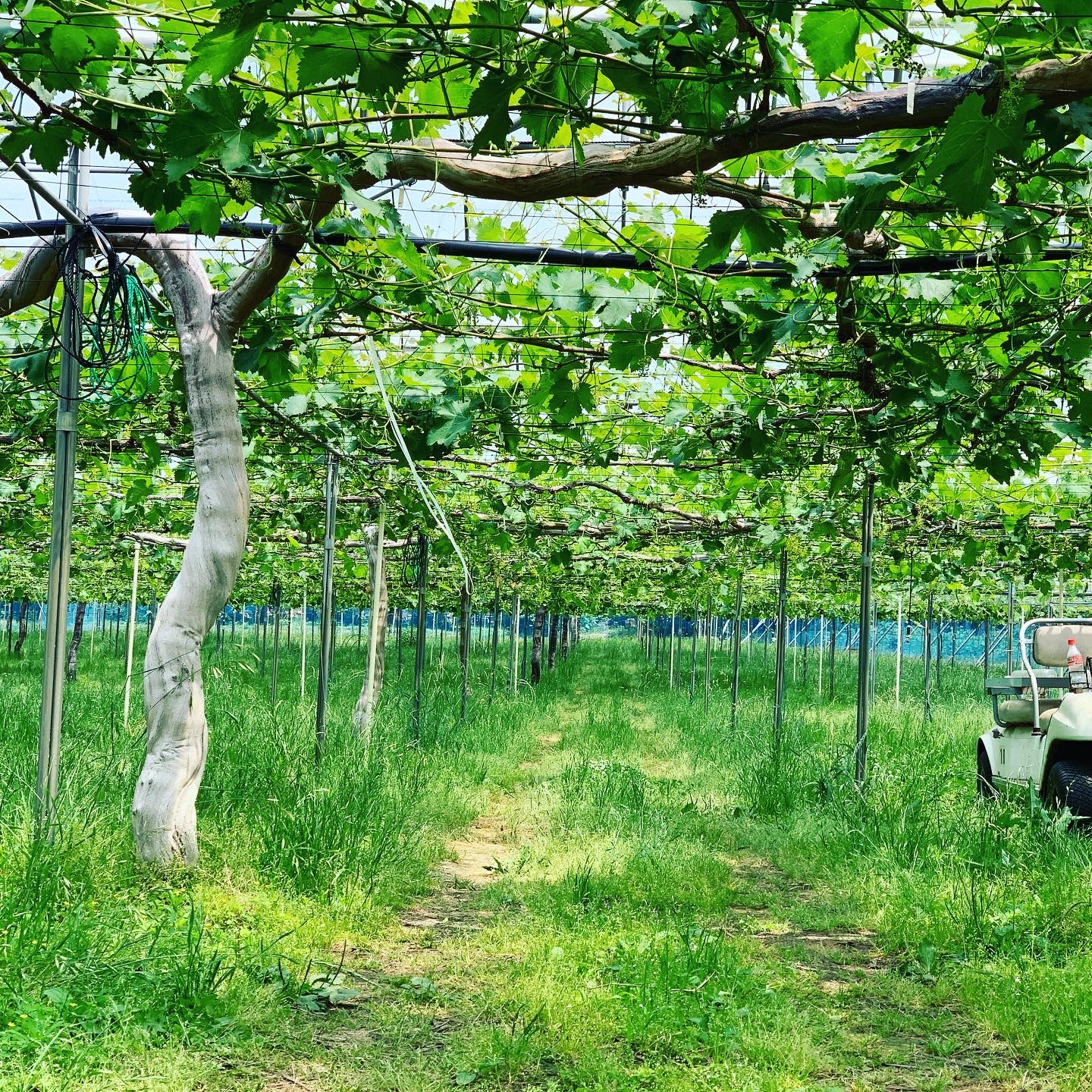 ぶどうのジベレリン処理 観光農園あかぎおろし